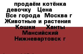 продаём котёнка девочку › Цена ­ 6 500 - Все города, Москва г. Животные и растения » Кошки   . Ханты-Мансийский,Нижневартовск г.